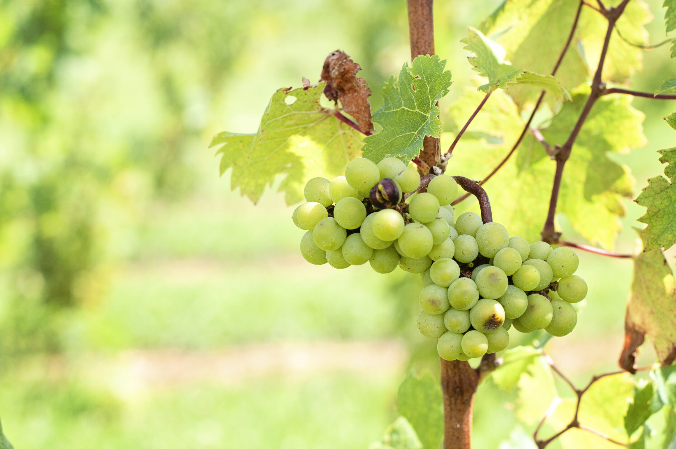 Photo gallery folino estate winery