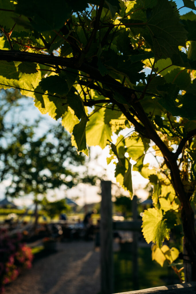 Cena in Bianco 2024-266