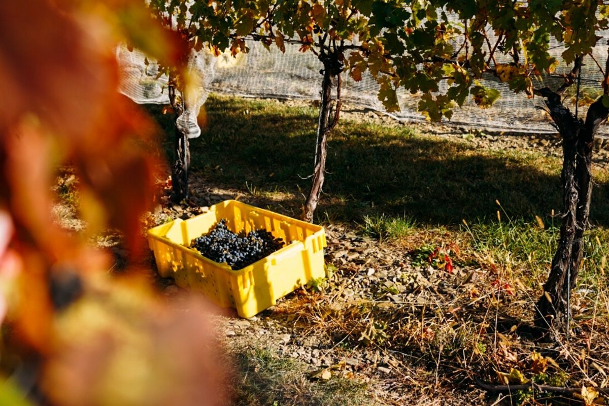 Folino Estate Winery Harvest Vineyard